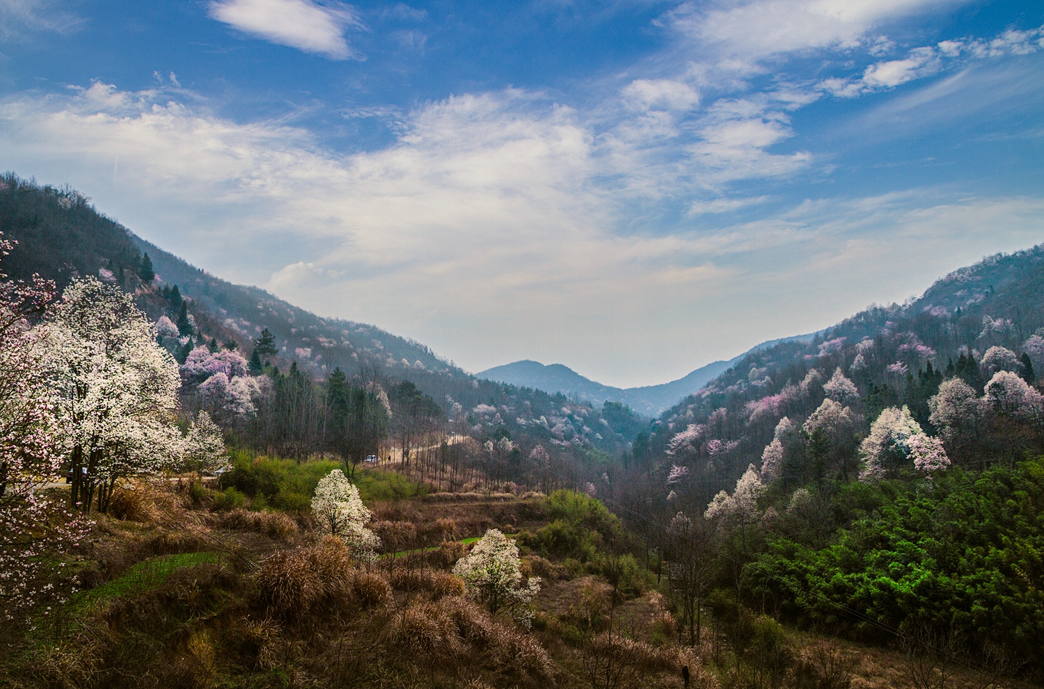 春花烂漫美景开怀,春花烂漫惹人醉满城尽带百花香