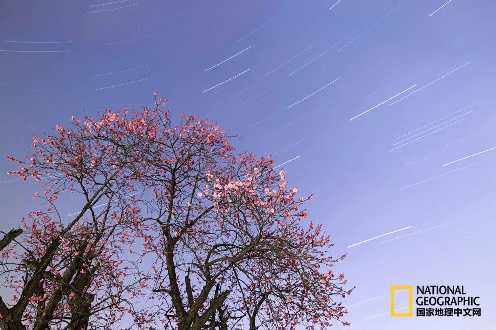 错过需再等一年！来南京看万株梅花海“淡粉宫妆”！