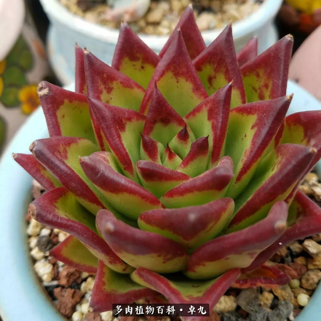 养多肉你遇到的奇葩事,养多肉的男士