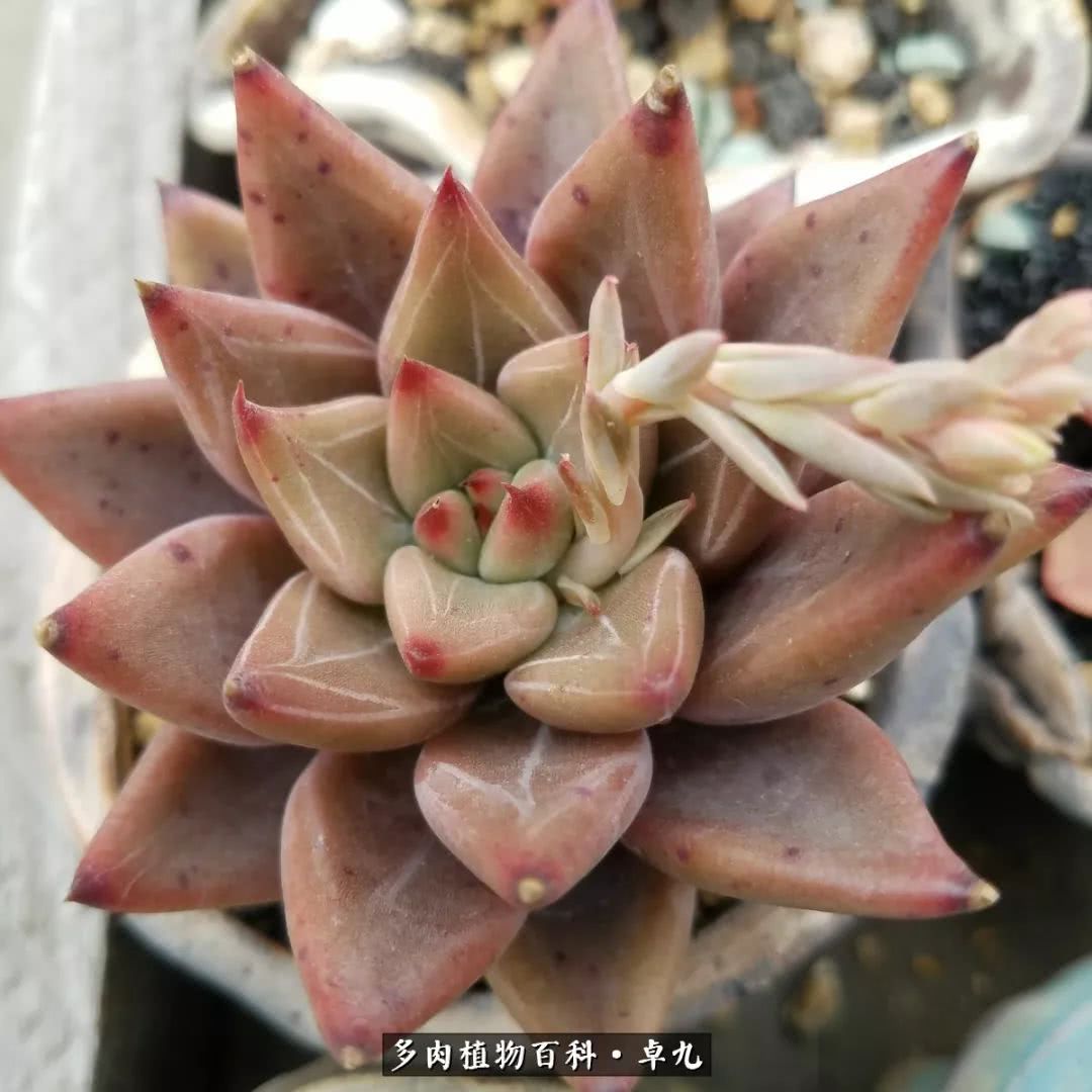 养多肉你遇到的奇葩事,养多肉的男士