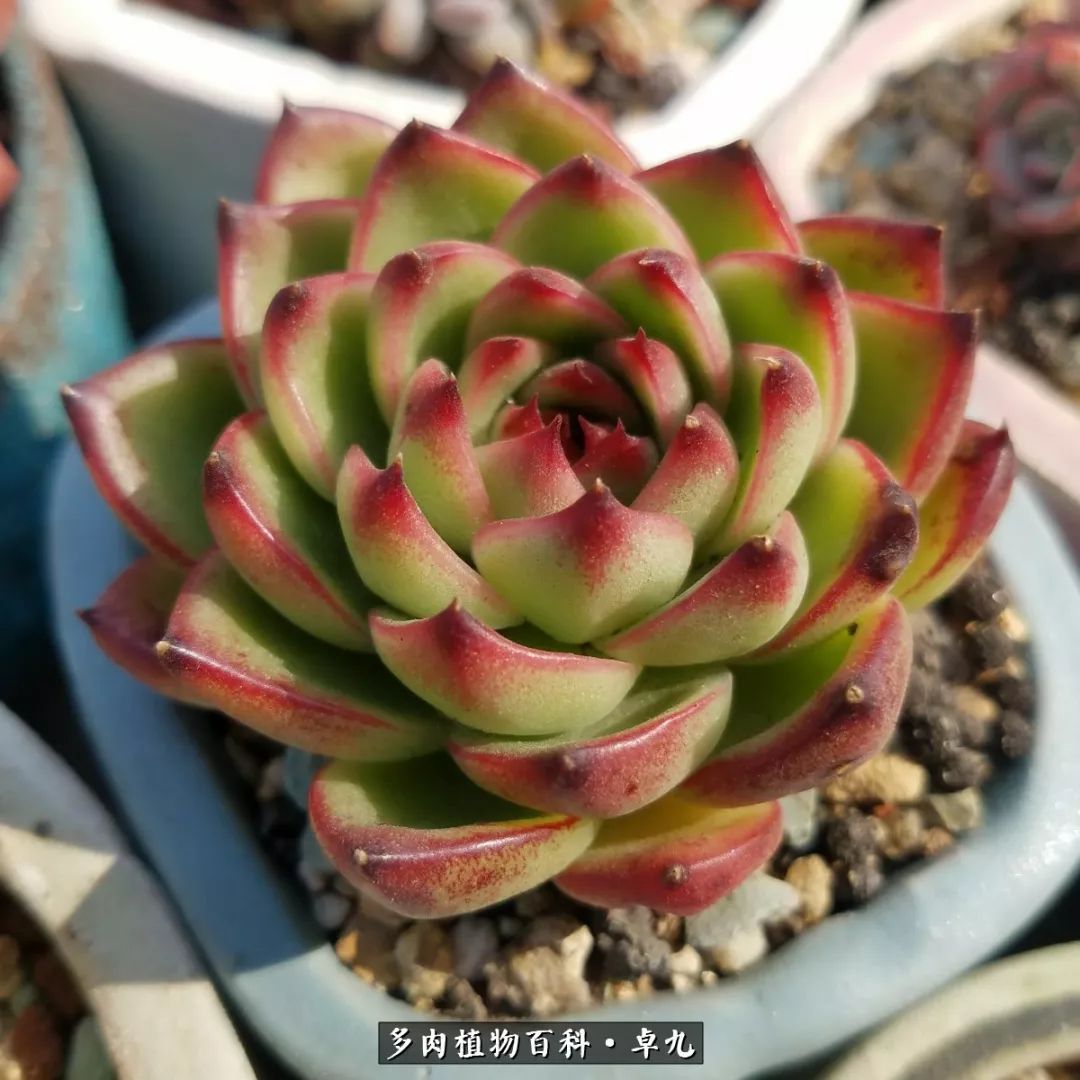 养多肉你遇到的奇葩事,养多肉的男士