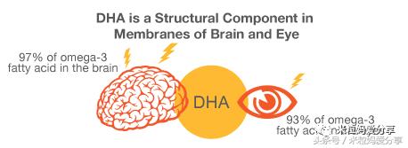 dha能让胎儿头大吗,dha能让人变聪明吗