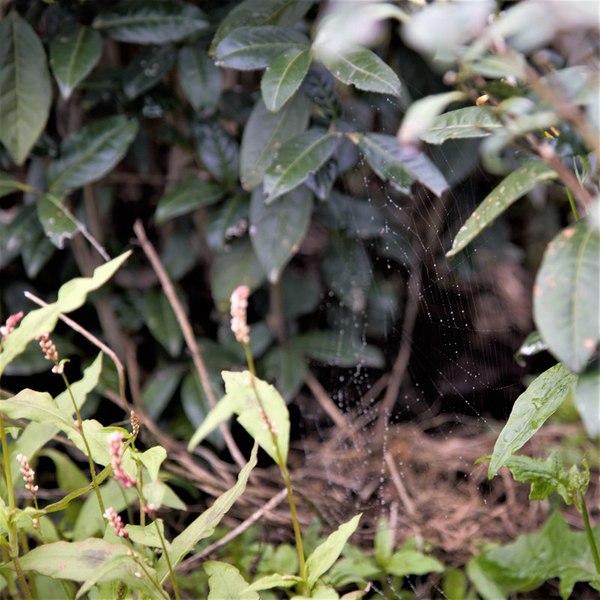 铁观音大师刘金龙,安溪铁观音大师刘金龙个人简介