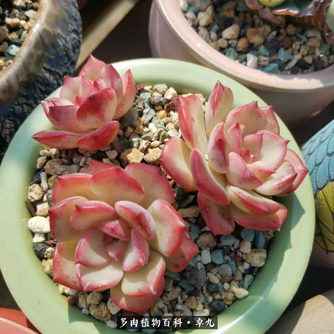 养多肉你遇到的奇葩事,养多肉的男士