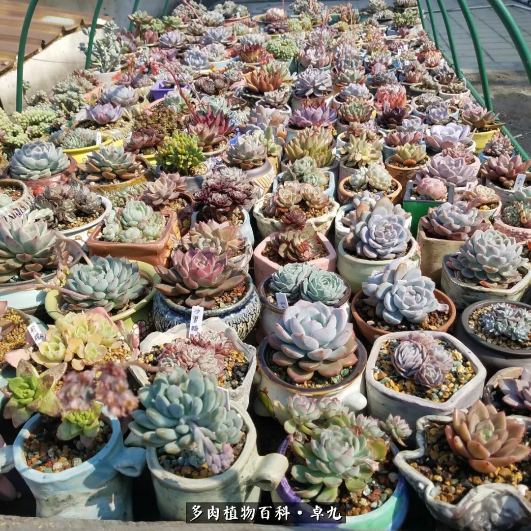 养多肉你遇到的奇葩事,养多肉的男士