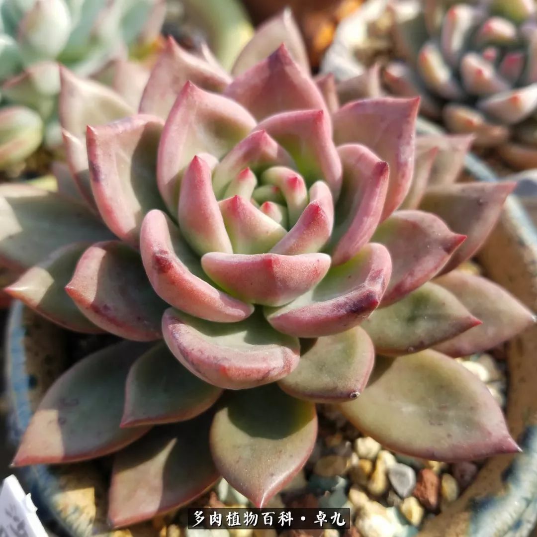 养多肉你遇到的奇葩事,养多肉的男士