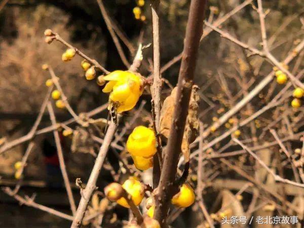 还嫌天气冷？北京这几个地方都已经开花了！最近的就在城中心！