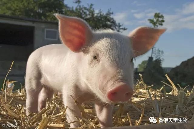 猪发低烧的正确治疗方法,猪反复发低烧怎么治