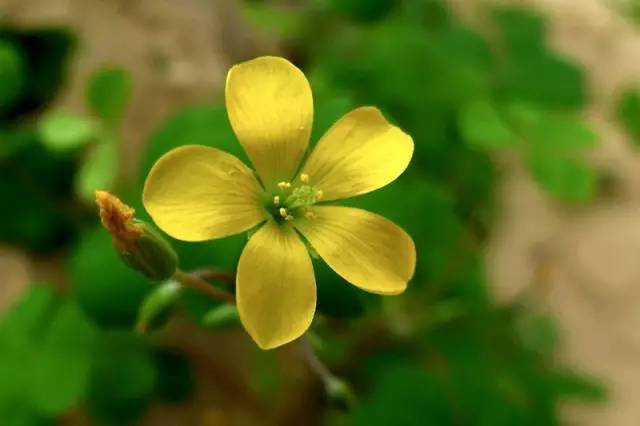 红花酢浆草和苜蓿草的区别,红花酢浆草植物简介
