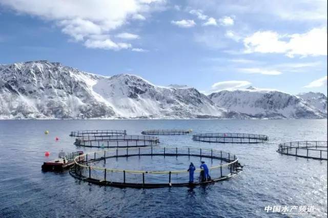 青海三文鱼网购,青海三文鱼购买网站