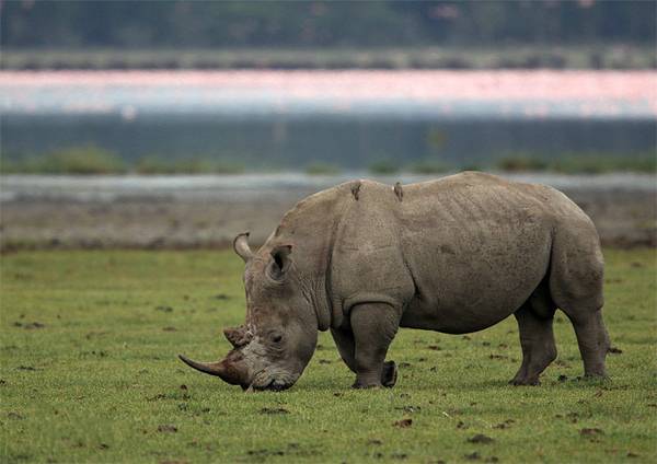 没有买卖就没有杀害别让它们消失！,1