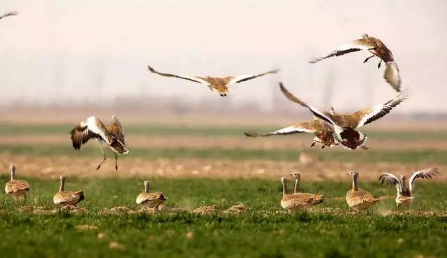 河南迪士尼乐园城堡,郑州迪士尼旅游景点
