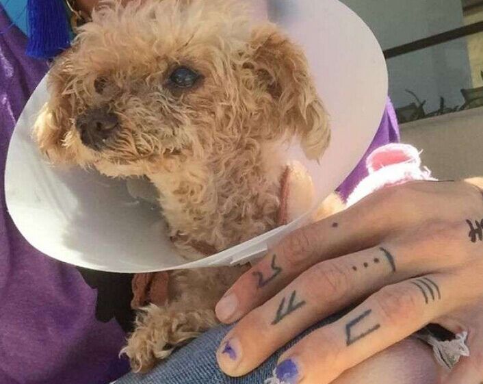 让死神等10年的流浪狗一直坚信有人会救它，最后上天给了它答案