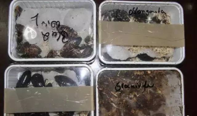 慎点！有人居然往成都寄这种虫，体积是国内的3倍