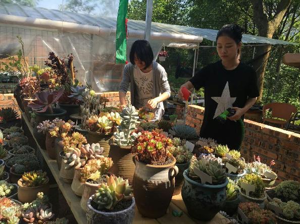 80后醴陵妹子建起多肉植物“童话王国”月销售额上10万元