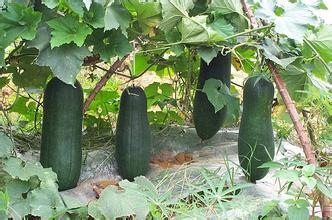 冬瓜皮治血糖高吗,冬瓜皮治糖尿病的偏方