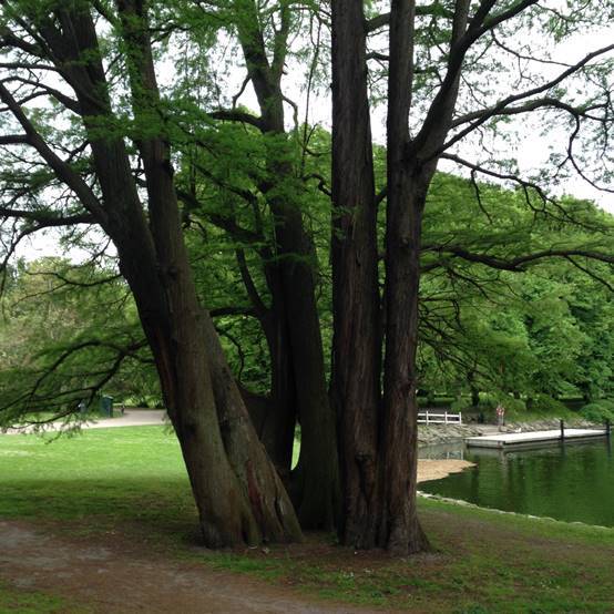 施华洛世奇白天鹅10年,马尔默全集完全版
