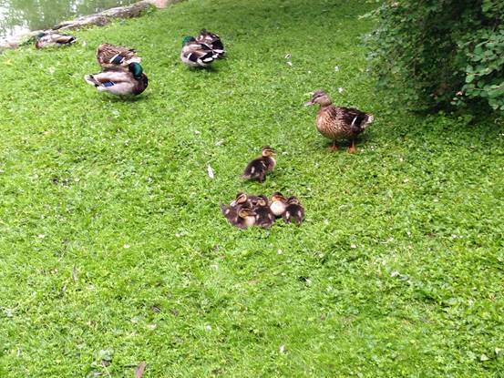 施华洛世奇白天鹅10年,马尔默全集完全版