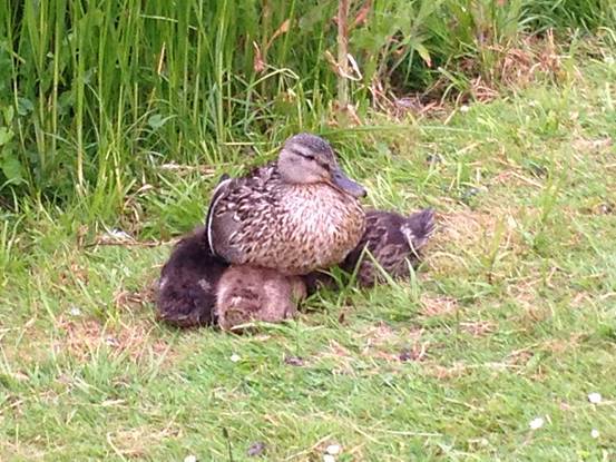 施华洛世奇白天鹅10年,马尔默全集完全版