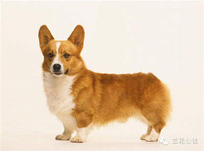 各种狗狗及其身价，狗迷们赶紧收藏起来