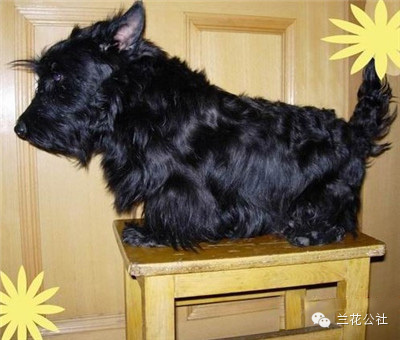 各种狗狗及其身价，狗迷们赶紧收藏起来