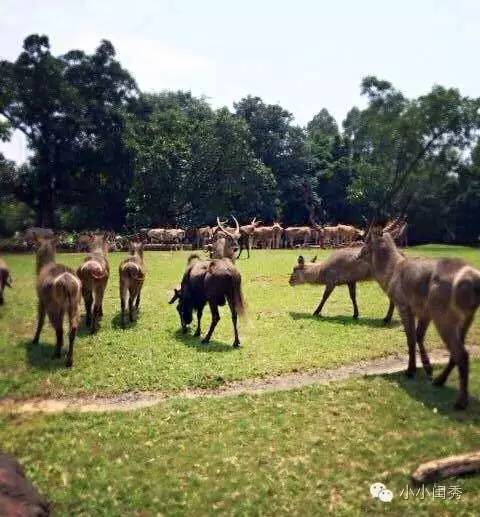 带孩子广州长隆旅游攻略,长隆动物乐园多长时间能够逛完