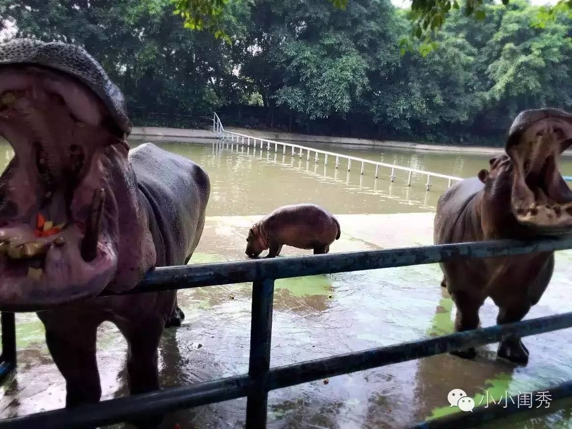 带孩子广州长隆旅游攻略,长隆动物乐园多长时间能够逛完