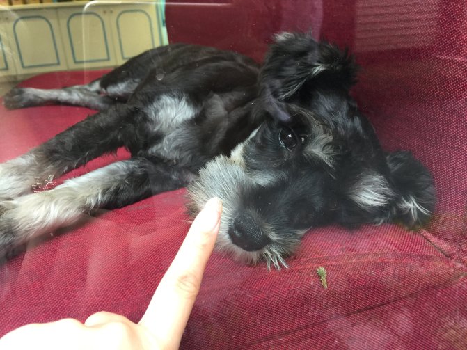 鼓浪屿自驾游全攻略,厦门鼓浪屿登岛全攻略