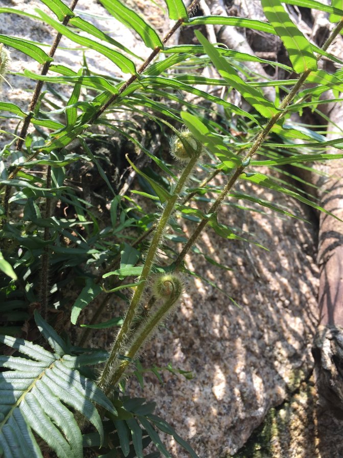 鼓浪屿自驾游全攻略,厦门鼓浪屿登岛全攻略