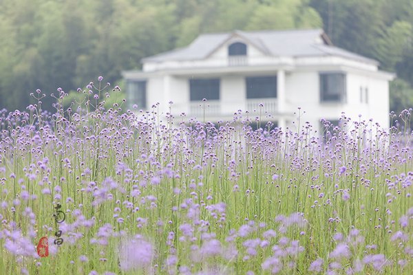 养在深闺里无人知,养在深闺无人识全文