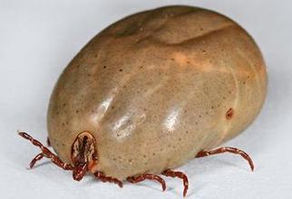 采野菜踏青，“虫子”钻进了她的太阳穴！