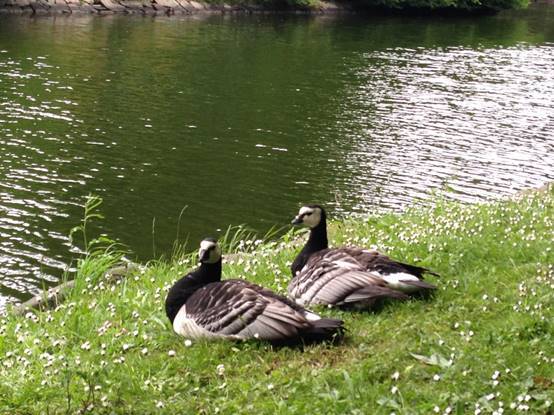 施华洛世奇白天鹅10年,马尔默全集完全版
