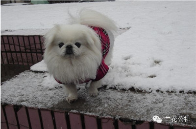 各种狗狗及其身价，狗迷们赶紧收藏起来