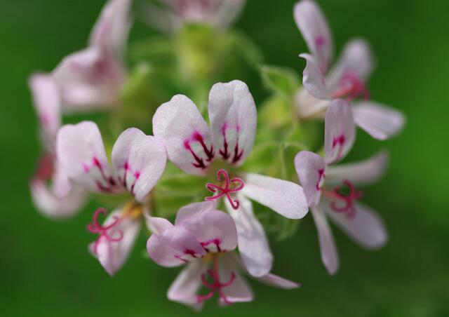 这种植物驱除蚊虫效果不亚于艾蒿,驱蚊虫草哪种最好