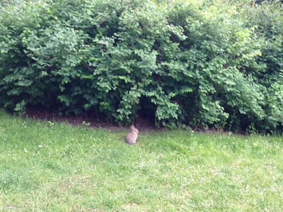 施华洛世奇白天鹅10年,马尔默全集完全版