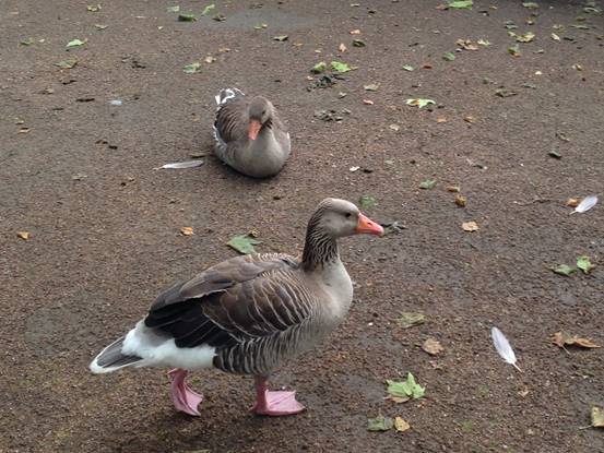 施华洛世奇白天鹅10年,马尔默全集完全版