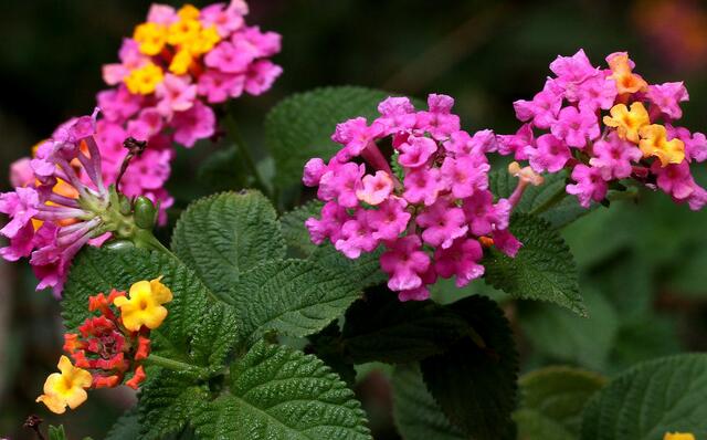这种植物驱除蚊虫效果不亚于艾蒿,驱蚊虫草哪种最好