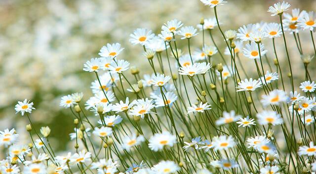 这种植物驱除蚊虫效果不亚于艾蒿,驱蚊虫草哪种最好