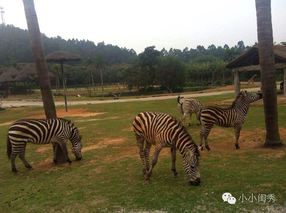 带孩子广州长隆旅游攻略,长隆动物乐园多长时间能够逛完