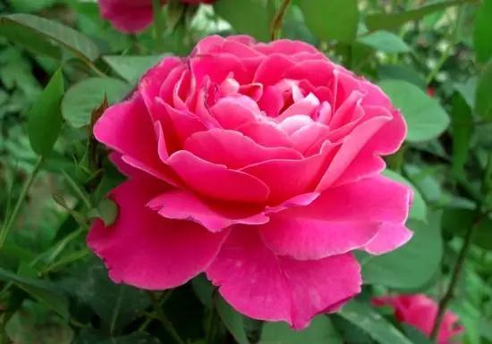 玫瑰蔷薇月季哪个好看,蔷薇月季玫瑰区别是什么