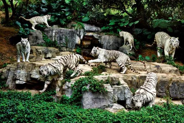 长隆合适小朋友玩的地方,长隆有哪些小朋友能够玩的项目