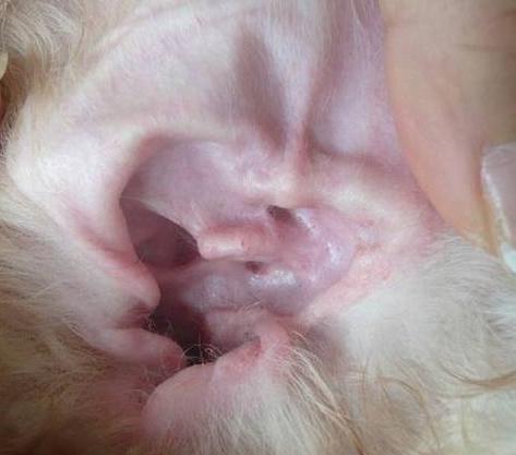 狗狗耳朵脏，该怎么清理？教你5大招，简单易学又省钱！