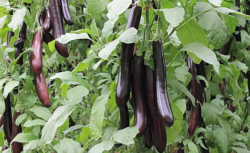 怀孕能吃肉炖莲藕吗,孕妇能够吃茄子莲藕吗