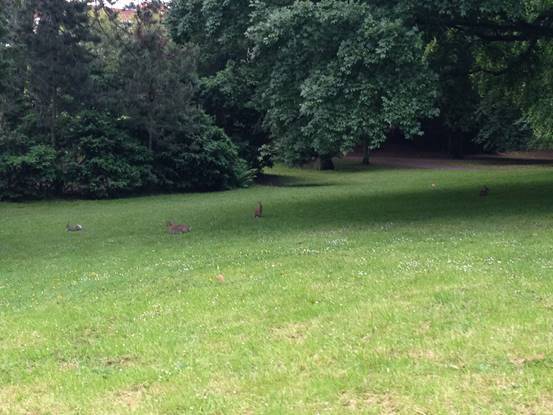 施华洛世奇白天鹅10年,马尔默全集完全版