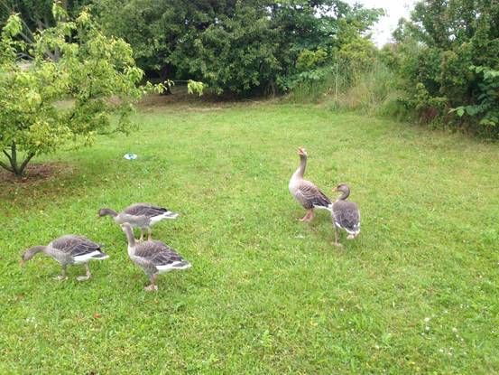 施华洛世奇白天鹅10年,马尔默全集完全版