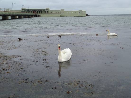施华洛世奇白天鹅10年,马尔默全集完全版