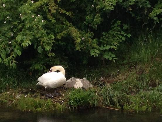 施华洛世奇白天鹅10年,马尔默全集完全版