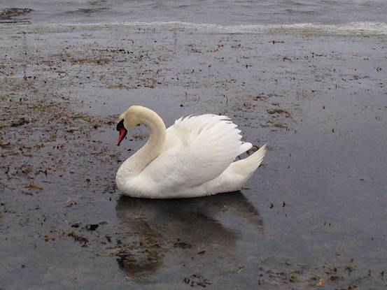 施华洛世奇白天鹅10年,马尔默全集完全版