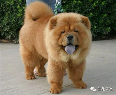 各种狗狗及其身价，狗迷们赶紧收藏起来