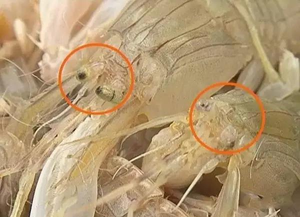 皮皮虾颜色变异,活皮皮虾蒸完以后变绿了怎么回事
